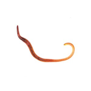 Earth Worms