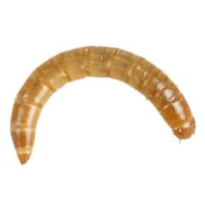 Mini Mealworm pre-pack