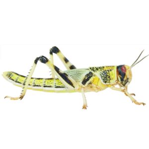 Locust PrePack large