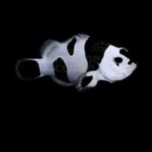 Aquacultured Clown - Black Storm
