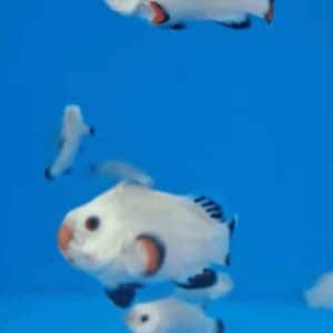 Aquacultured Clown - Platinum