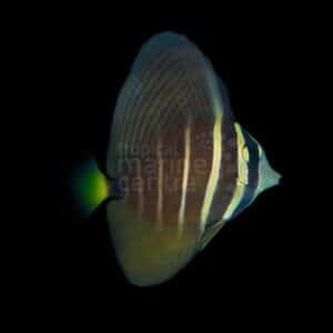 Sailfin Tang - Melanesia