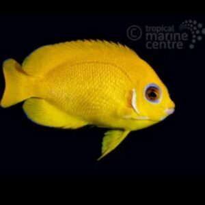 Lemon Peel