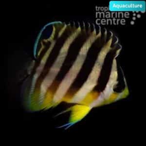 Banded Angel - Aquacultured