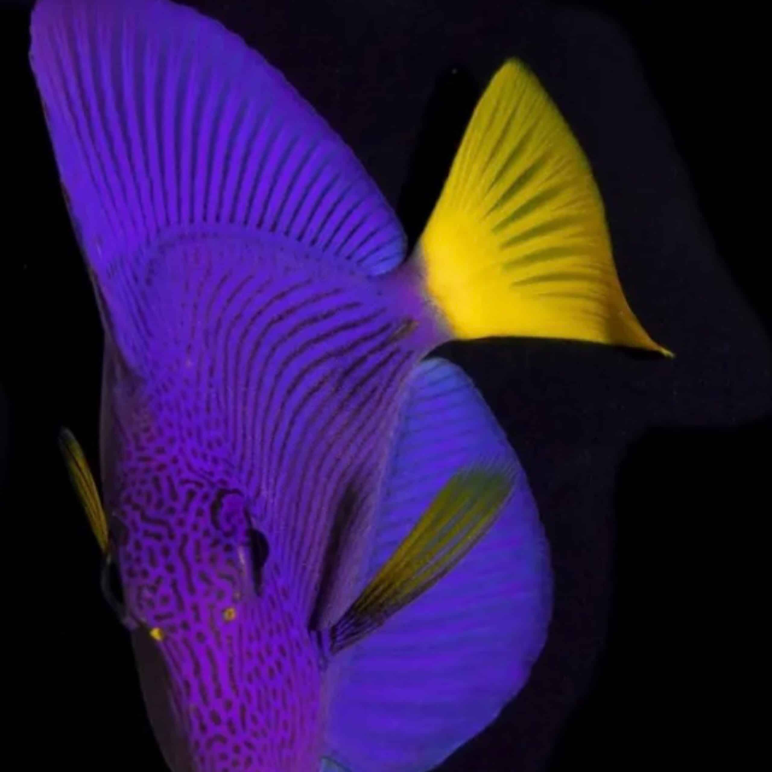 Purple Tang Yellow Tail