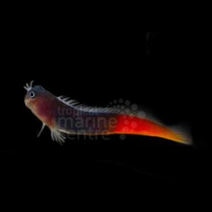 Bicolour Blenny