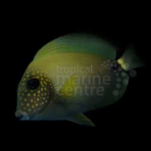 Freckle Face Tang