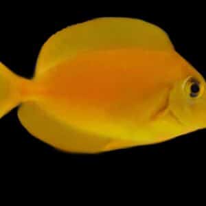 Orange Shoulder Tang : Juvenile