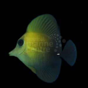Scopas Tang