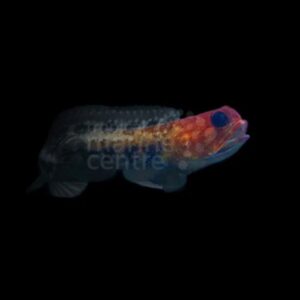 Jawfish - Red
