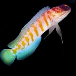 Jawfish - Tiger