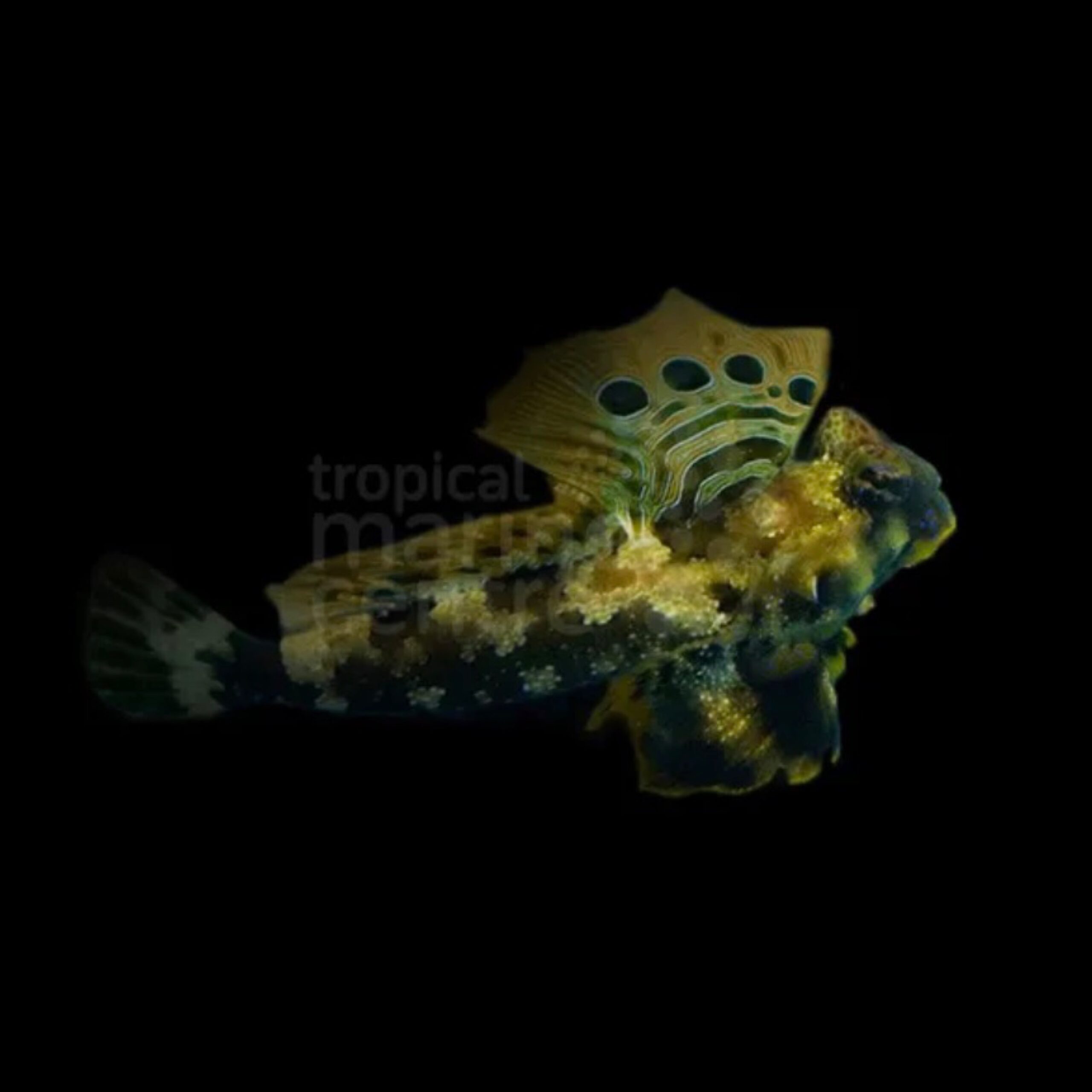 Scooter Blenny