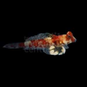 Scooter Blenny - Pink