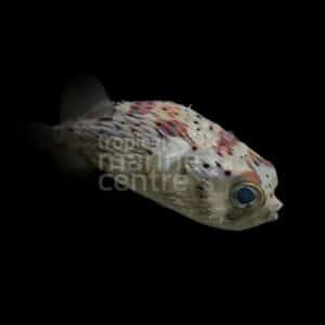 Porcupine Puffer