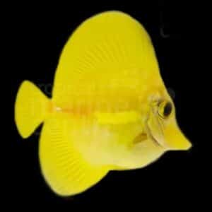 Yellow Tang Aquacultured