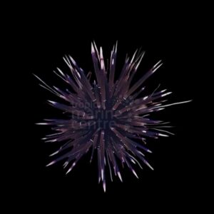 White tip sea urchin