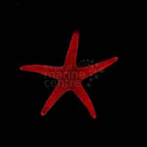 Red star fish