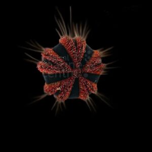 Spineless urchin
