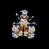 Harlequin shrimp