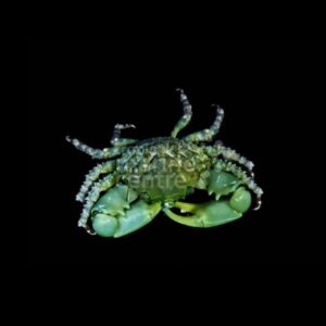 Emerald Crab