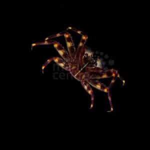 Sally Lightfoot Crab