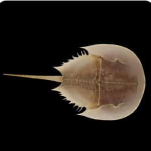 Horseshoe Crab