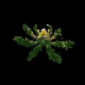 Decorator Crab