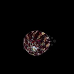 Banded Trochus Snail