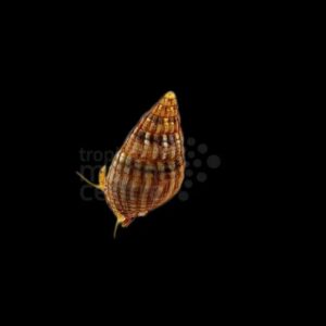 Nassarius Snail