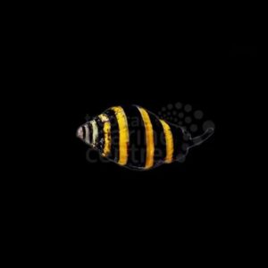 Bumble Bee Snail