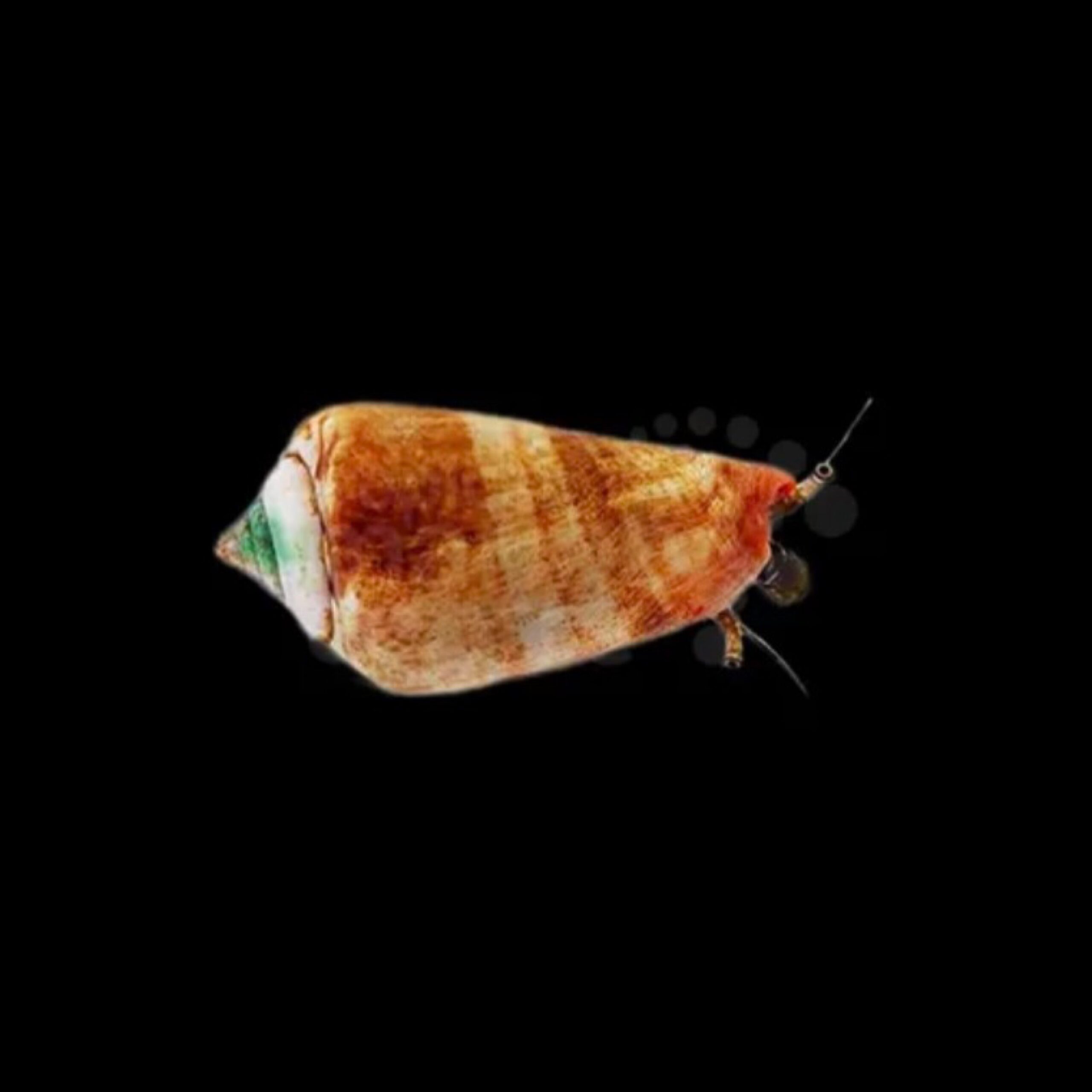 Sand Sifting Conch