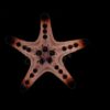 Choc. Chip Starfish