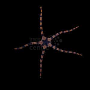 Serpent Starfish - Tiger