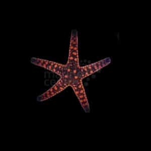 Biscuit Starfish - Melanesia