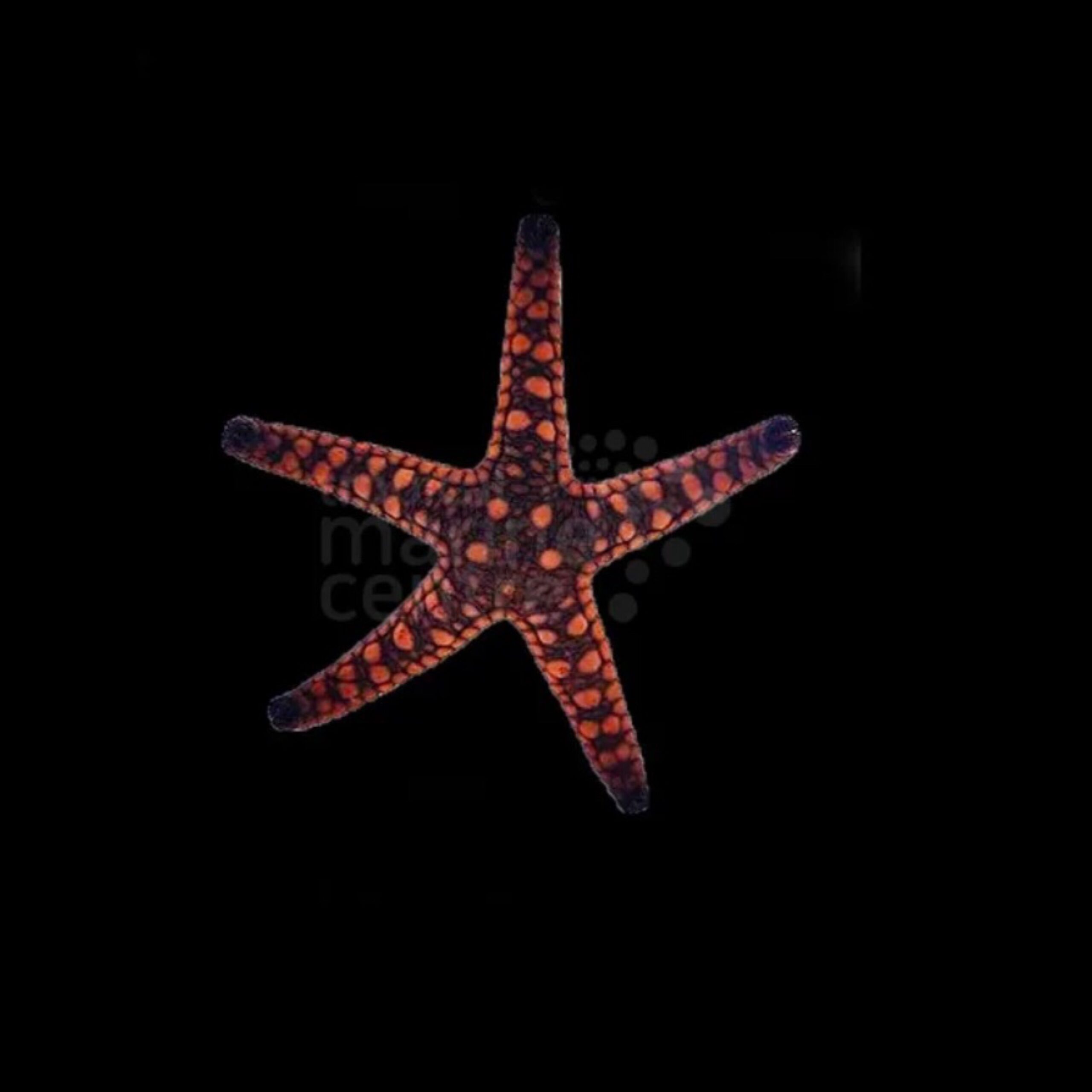 Biscuit Starfish - Melanesia