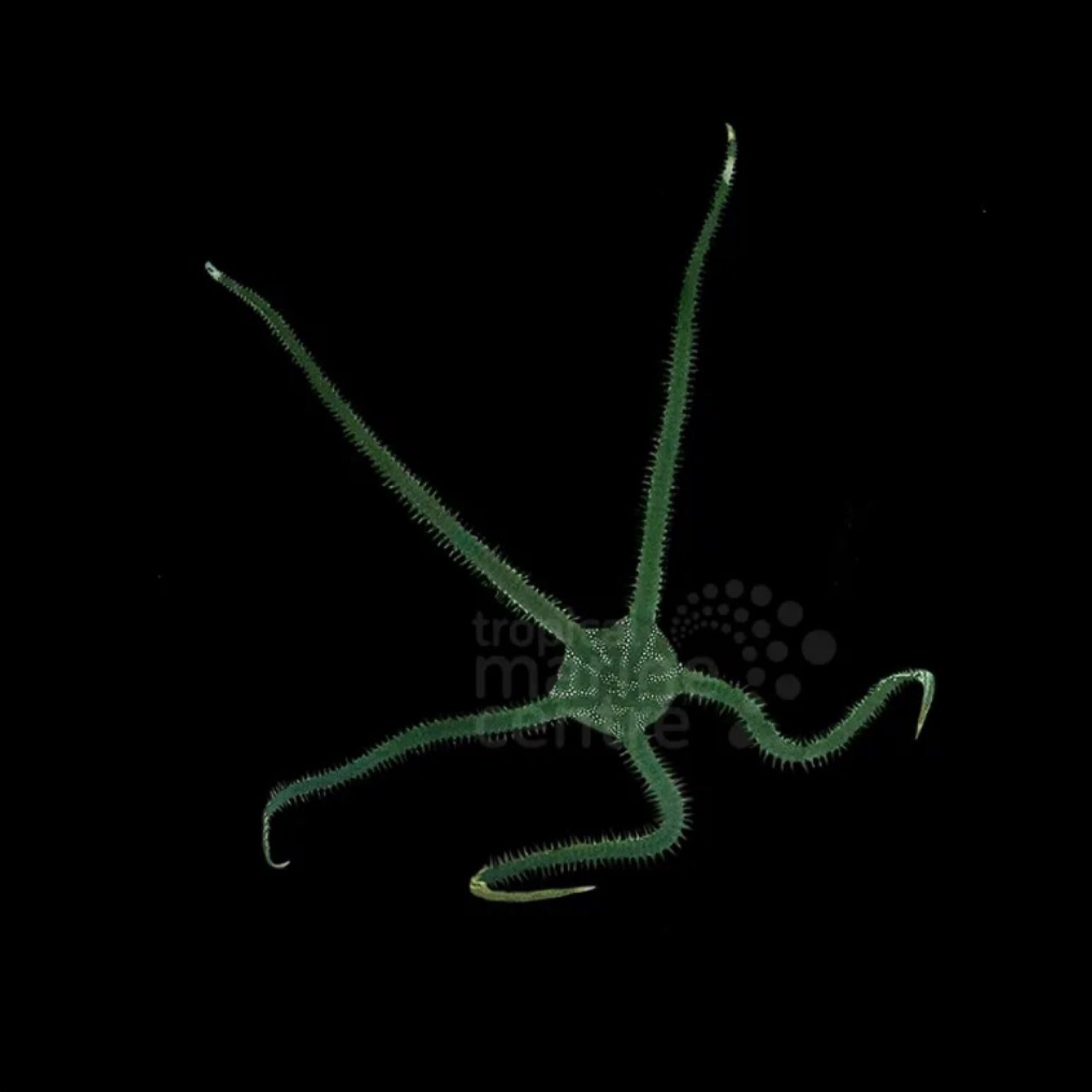 Brittle Starfish - Green