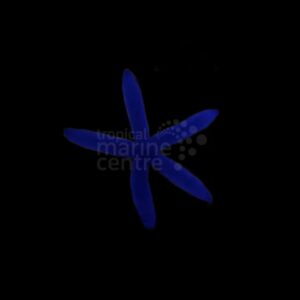 Blue Finger Starfish - Melanesia