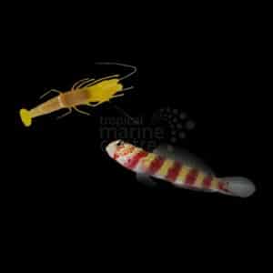 Shrimp/Goby - Pair