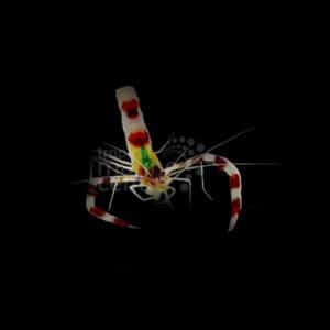 Boxing Shrimp