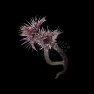 Feather Duster - Indian Ocean