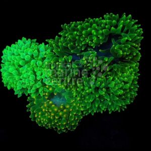 Bubble Anemone GREEN
