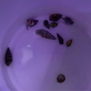 C U C Pack 1 - 10x Crabs 0r Snails or mixed