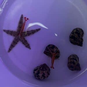 C U C Pack 2 - Shrimp/Urchins