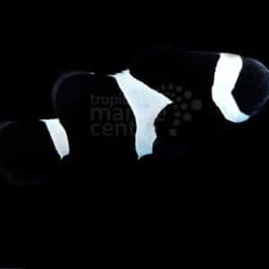 Aquacultured Clown - Black & White