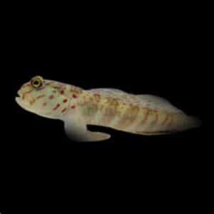 Pink Spot Goby