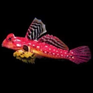 Flame / Scarlet Scooter Blenny