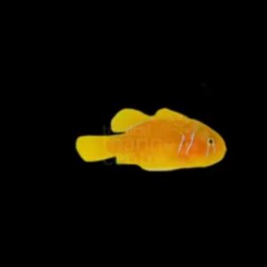 Saffron Goby