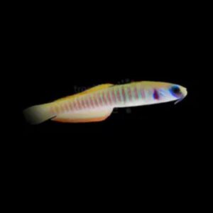 Shotsilk Goby