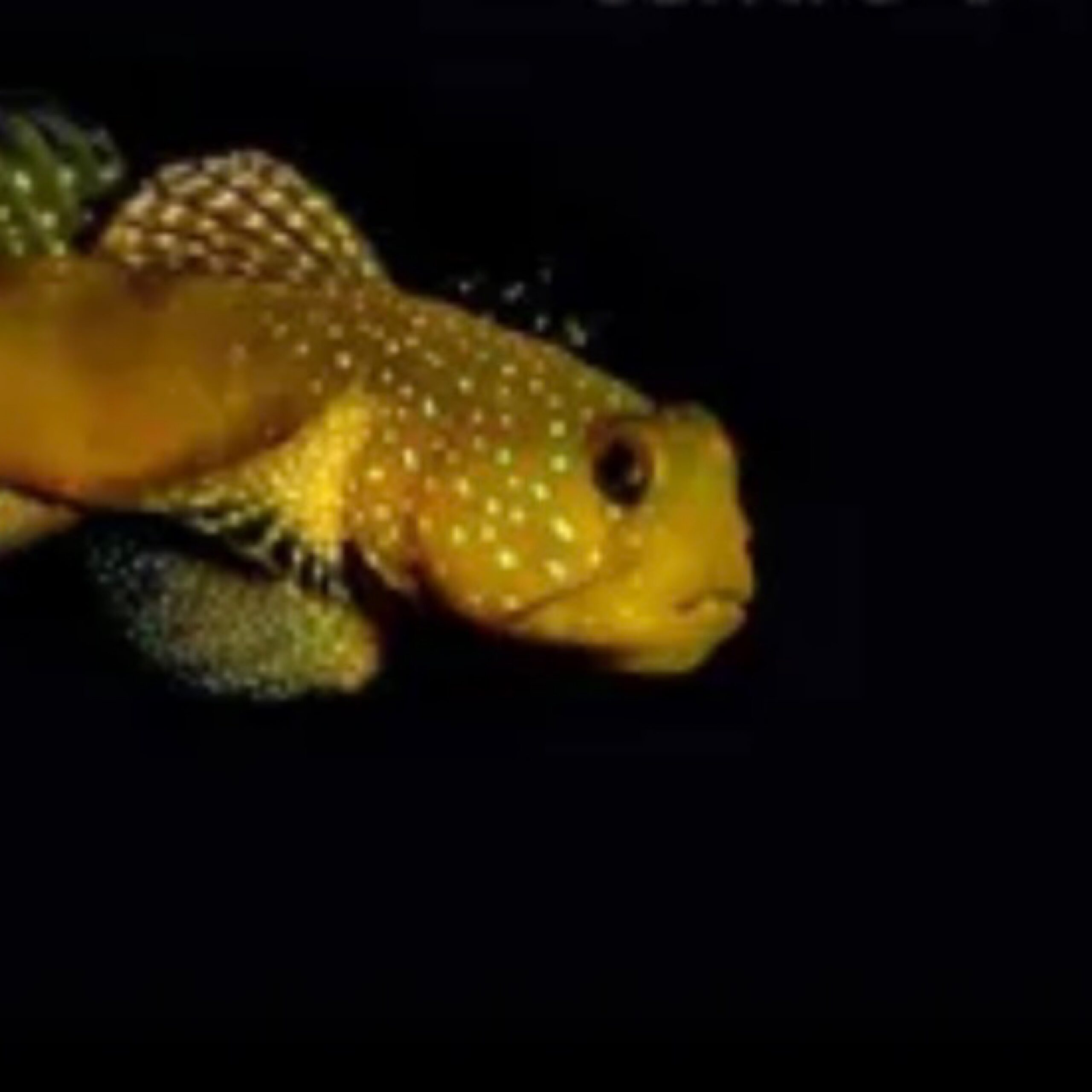Sulphur Goby