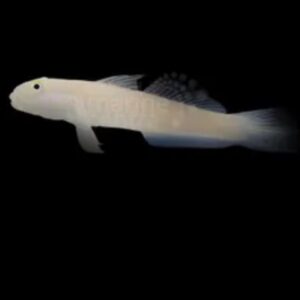Chalk Goby